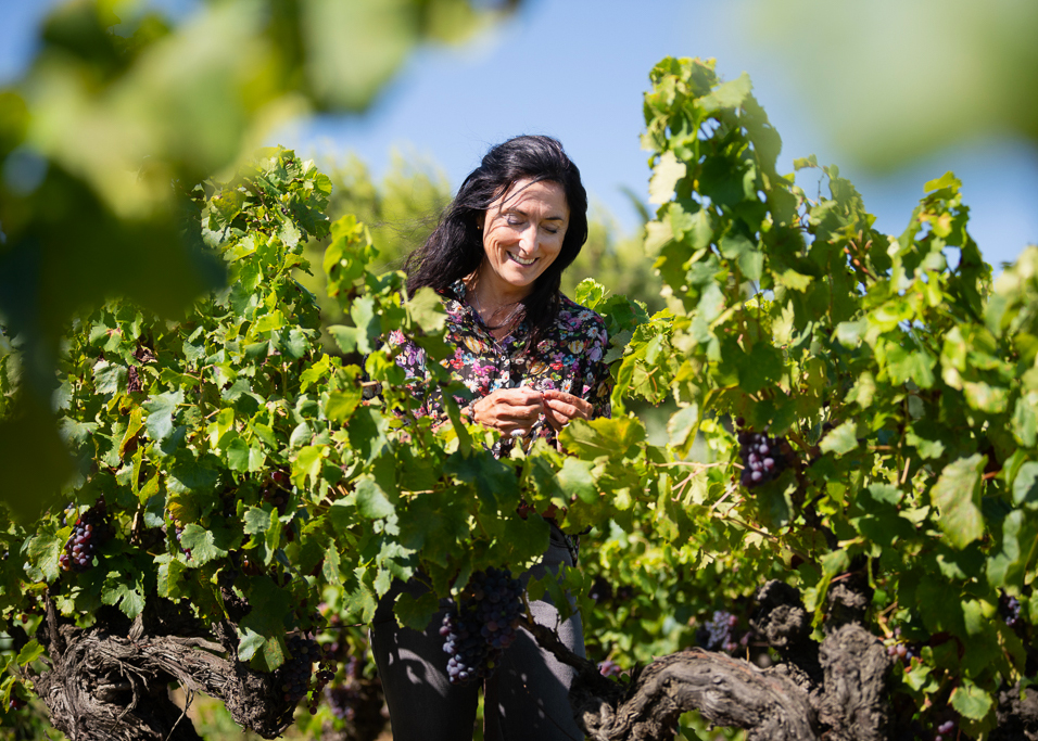 Œnologue conseil accompagnant une cave dans l’optimisation de la vinification