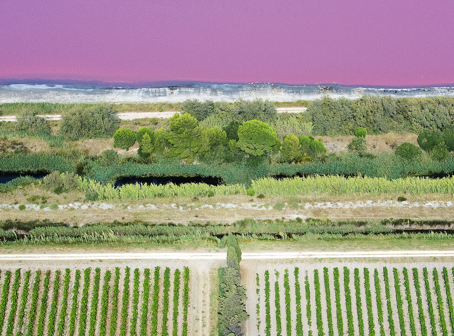 performance vin vigne salins Copie