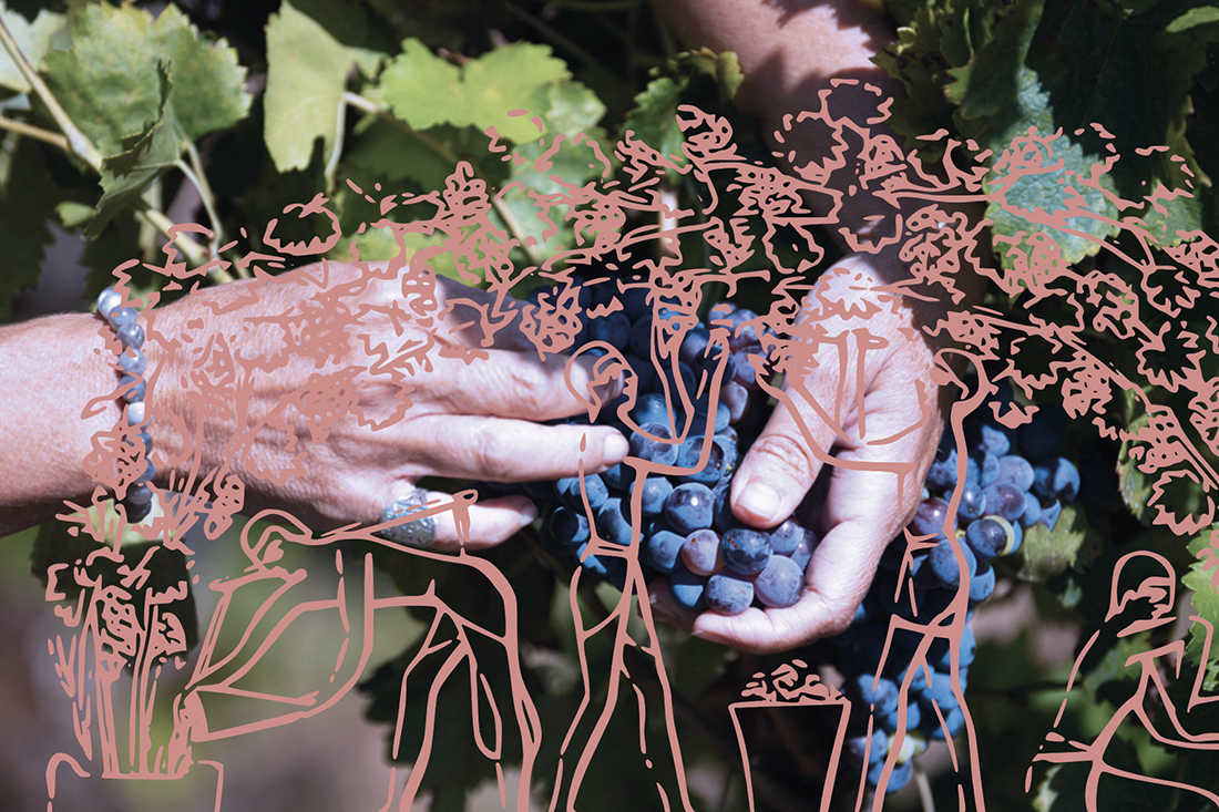 Conseil en vinification lors du suivi des fermentations en cuve