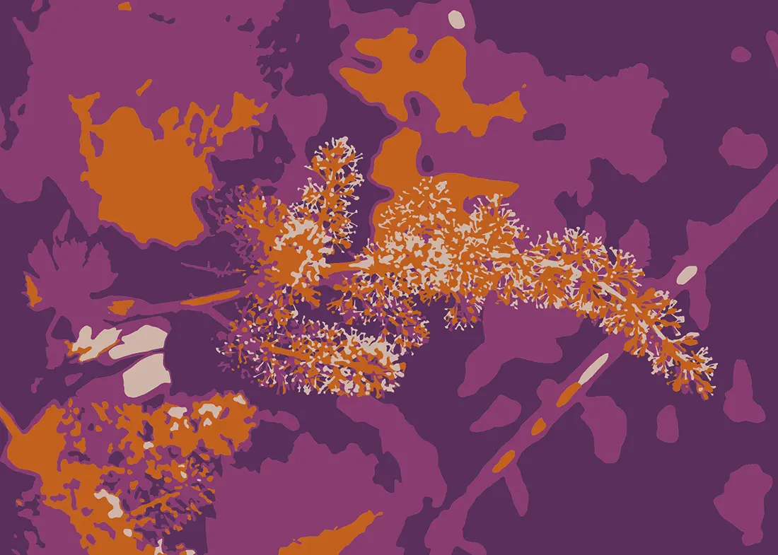 Soin de la vigne 1 Conseil en viticulture, soin de la vigne et oenologie pour améliorer la qualité du raisin.