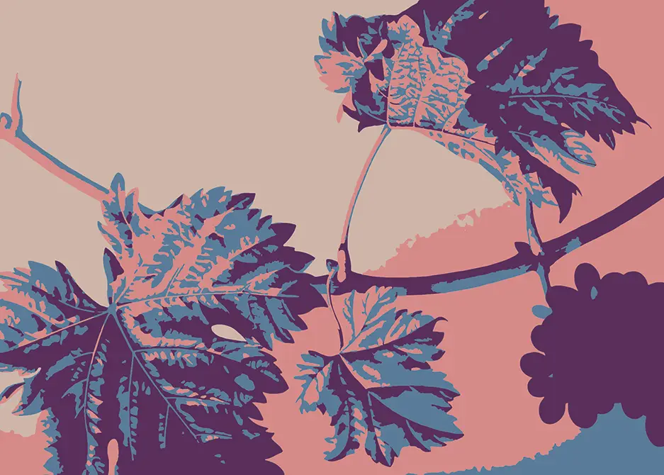 Soin de la vigne 2 performance vin illustration vigne violet