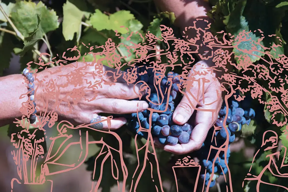 Conseil en vinification et élevage 1 conseil en vinification lors du suivi de vendanges et des fermentations en cuve