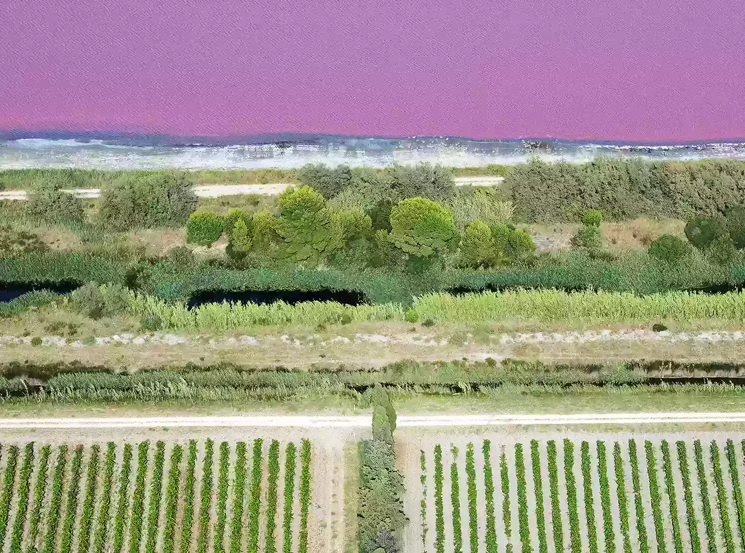 Conseil oenologique indépendant de la vigne à la bouteille
