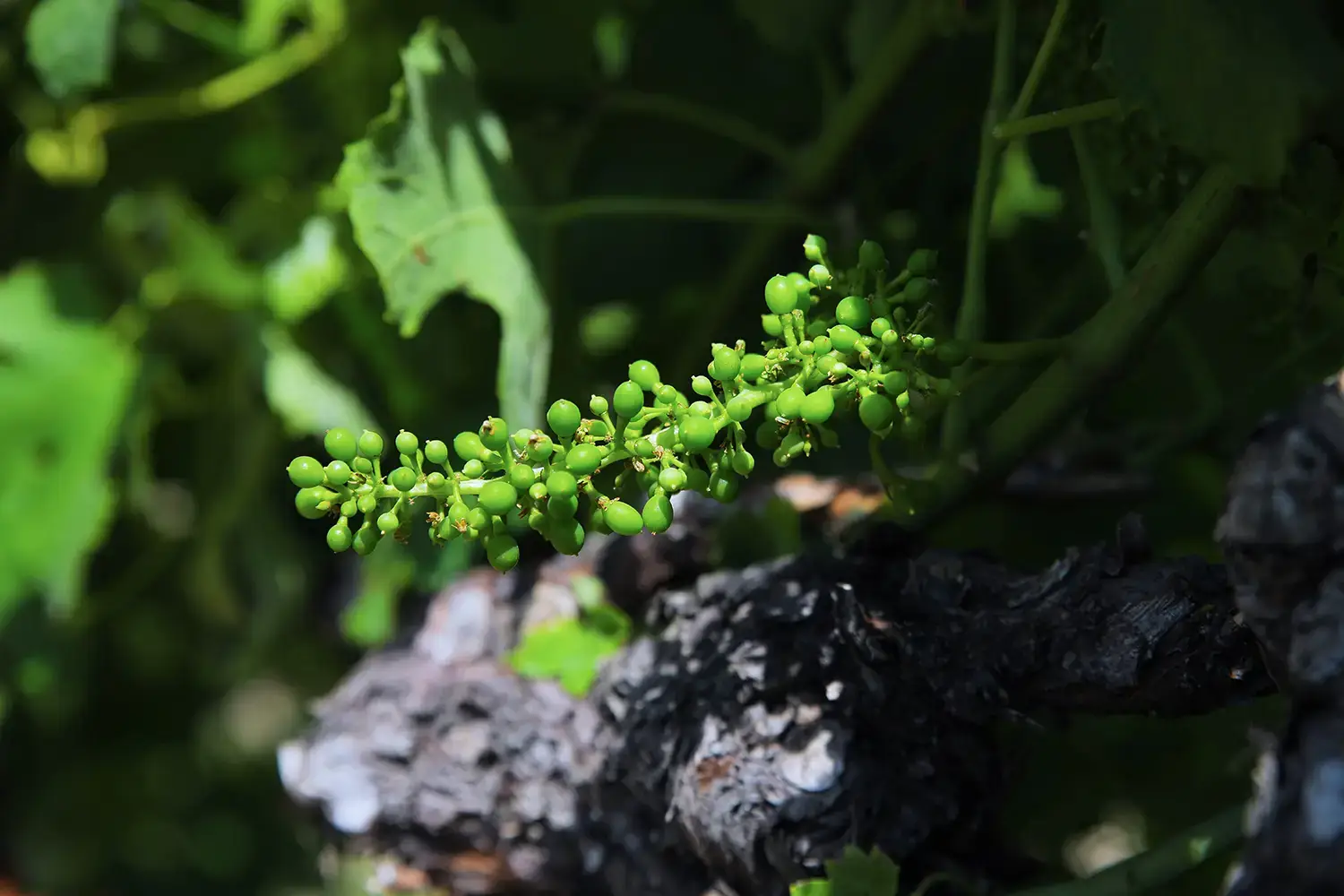 Conseil oenologique indépendant de la vigne à la mise en bouteille de vins vivants authentiques et naturels
